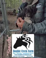 Ms Samantha, a female Aussiedoodle and Miniature Aussiedoodle for sale in Mount Airy, NC – Photo 4 of 8