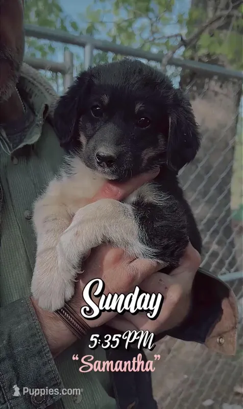 Ms Samantha – Aussiedoodle, Miniature Aussiedoodle puppy for sale in Mount Airy, NC