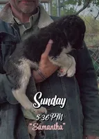 Ms Samantha, a female Aussiedoodle and Miniature Aussiedoodle for sale in Mount Airy, NC – Photo 6 of 8