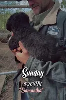 Ms Samantha, a female Aussiedoodle and Miniature Aussiedoodle for sale in Mount Airy, NC – Photo 5 of 8