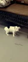 Lil Cutie Patootie, a female Jack Russell Terrier for sale in Mount Airy, NC – 5 of 10