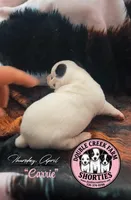 Ms Carrie, a female Jack Russell Terrier for sale in Mount Airy, NC – Photo 5 of 10