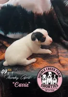 Ms Carrie, a female Jack Russell Terrier for sale in Mount Airy, NC – Photo 6 of 10