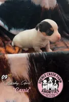 Ms Carrie, a female Jack Russell Terrier for sale in Mount Airy, NC – Photo 7 of 10