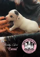 Ms Carrie, a female Jack Russell Terrier for sale in Mount Airy, NC – Photo 10 of 10