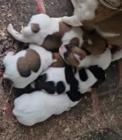 Annabelle, a female Jack Russell Terrier for sale in Mount Airy, NC – Photo 6 of 7
