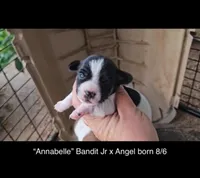 Annabelle, a female Jack Russell Terrier for sale in Mount Airy, NC – Photo 3 of 7