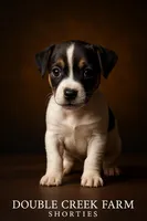 Annabelle, a female Jack Russell Terrier for sale in Mount Airy, NC – Photo 1 of 7