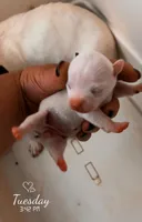 Piper's only girl - runt, a female Jack Russell Terrier for sale in Mount Airy, NC – Photo 3 of 6