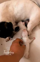 Piper's only girl - runt, a female Jack Russell Terrier for sale in Mount Airy, NC – Photo 2 of 6