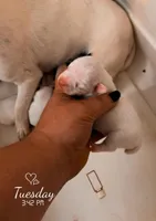 Piper's only girl - runt, a female Jack Russell Terrier for sale in Mount Airy, NC – Photo 6 of 6