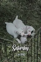 Camille - Flash Sale until 5/29!, a female Jack Russell Terrier for sale in Mount Airy, NC – 9 of 10