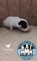 Duggin - itsys little boy, a male Jack Russell Terrier for sale in Mount Airy, NC – 2 of 5