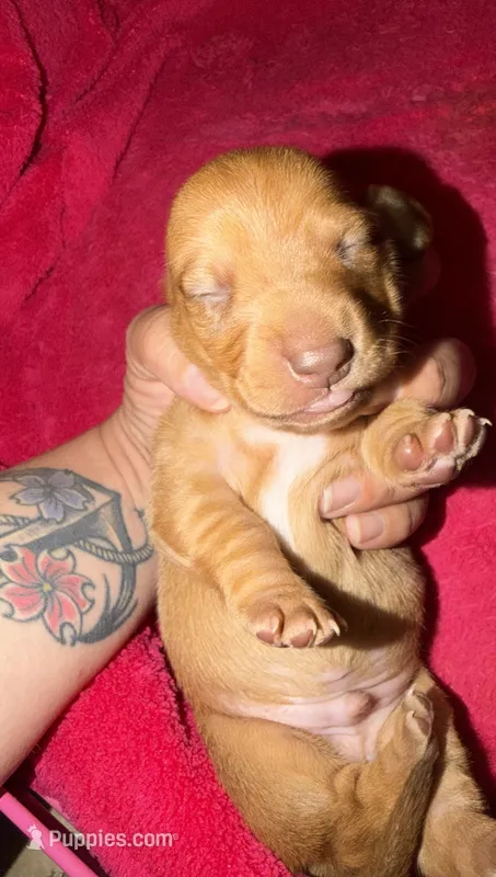 Red  – Miniature Dachshund puppy for sale in Hillrose, CO