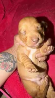 Red , a male Miniature Dachshund for sale in Hillrose, CO – 1 of 2