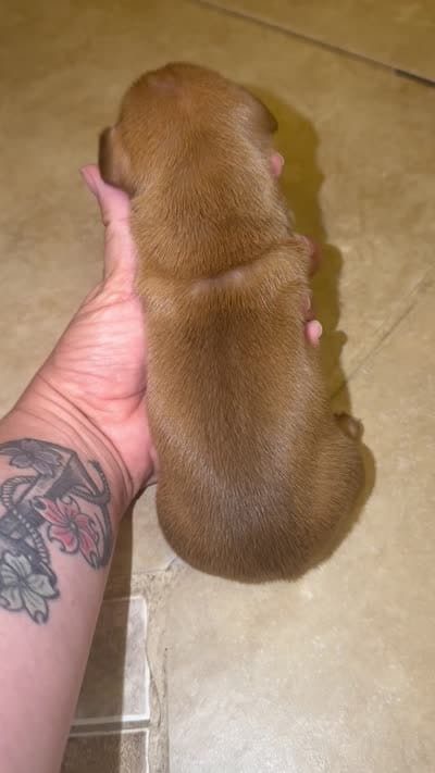 Red , a male Miniature Dachshund for sale in Hillrose, CO – 2 of 2