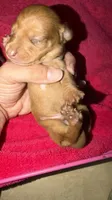 Red dapple , a male Miniature Dachshund for sale in Hillrose, CO – 1 of 2