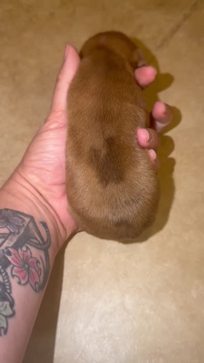 Red dapple , a male Miniature Dachshund for sale in Hillrose, CO – 2 of 2