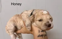 Honey, a female Miniature Labradoodle for sale in Calhoun, GA – 2 of 3