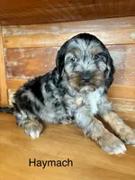 Haymach, a male Cockapoo and Poodle - Miniature  for sale in Calhoun, GA – 2 of 7