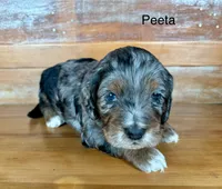 Peeta, a male Cockapoo and Poodle - Miniature  for sale in Calhoun, GA – 4 of 6