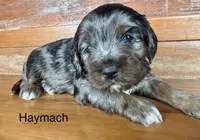 Haymach, a male Cockapoo and Poodle - Miniature  for sale in Calhoun, GA – 4 of 7