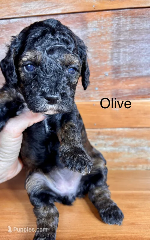 Olive – Miniature Labradoodle puppy for sale in Calhoun, GA