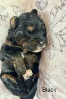 Black collar, a female Miniature Bernedoodle for sale in Calhoun, GA – 2 of 2