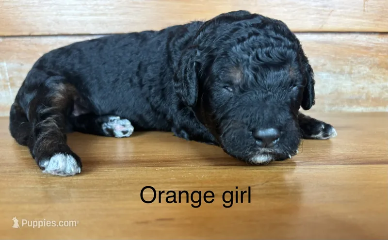 Orange collar – Miniature Bernedoodle puppy for sale in Calhoun, GA