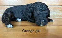 Orange collar, a female Miniature Bernedoodle for sale in Calhoun, GA – 1 of 2