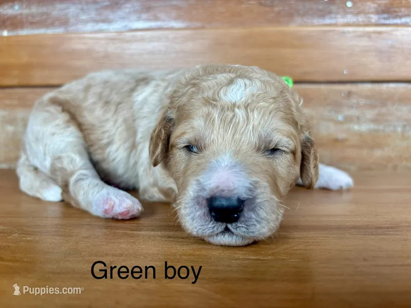 Green collar  – Miniature Bernedoodle puppy for sale in Calhoun, GA