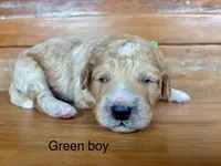 Green collar , a male Miniature Bernedoodle for sale in Calhoun, GA – 1 of 2