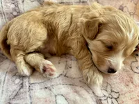 Red collar, a male Miniature Bernedoodle for sale in Calhoun, GA – 2 of 2