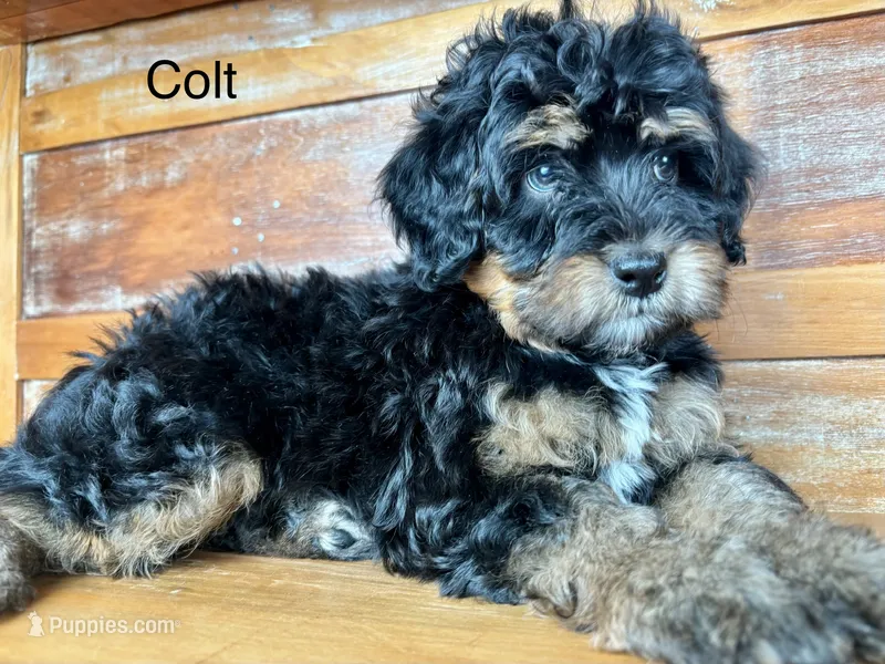 Colt – Miniature Bernedoodle puppy for sale in Calhoun, GA