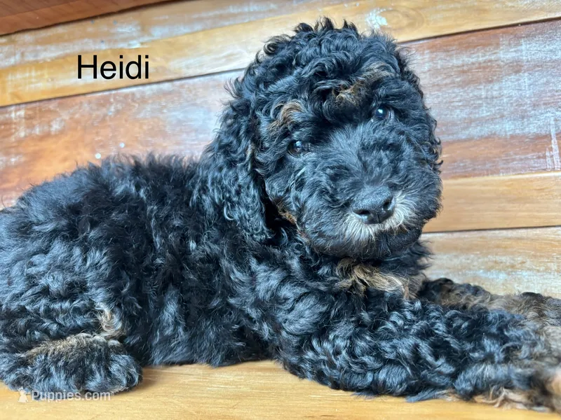 Heidi – Miniature Bernedoodle puppy for sale in Calhoun, GA
