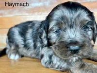 Haymach, a male Cockapoo and Poodle - Miniature  for sale in Calhoun, GA – 6 of 7