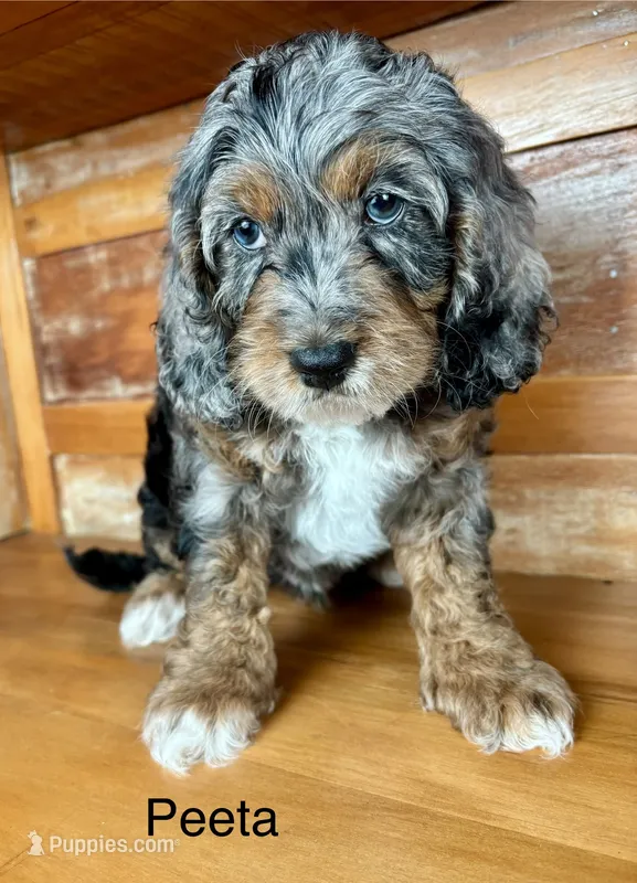 Peeta – Cockapoo, Poodle - Miniature  puppy for sale in Calhoun, GA