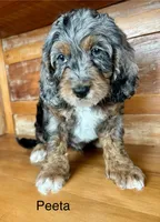 Peeta, a male Cockapoo and Poodle - Miniature  for sale in Calhoun, GA – 1 of 6