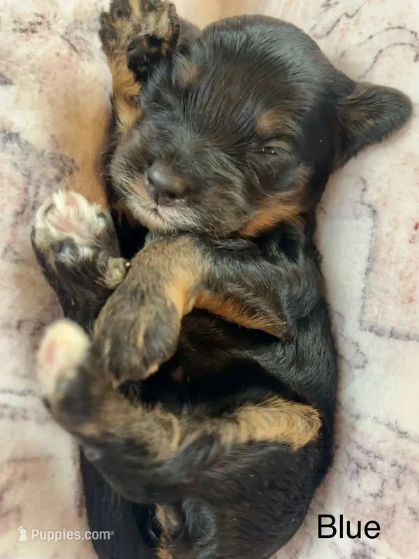 Blue collar – Miniature Bernedoodle puppy for sale in Calhoun, GA