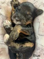 Blue collar, a female Miniature Bernedoodle for sale in Calhoun, GA – 1 of 2
