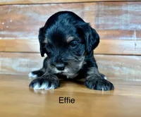 Effie, a female Cockapoo for sale in Calhoun, GA – 5 of 8