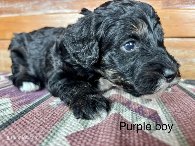 Purple collar – Miniature Bernedoodle puppy for sale in Calhoun, GA