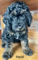 Heidi, a female Miniature Bernedoodle for sale in Calhoun, GA – 7 of 8