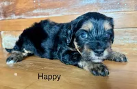Happy, a female Miniature Bernedoodle for sale in Calhoun, GA – Photo 1 of 2