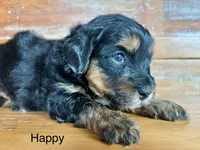 Happy, a female Miniature Bernedoodle for sale in Calhoun, GA – Photo 2 of 2
