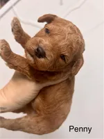 Penny, a female Miniature Labradoodle for sale in Calhoun, GA – 1 of 3