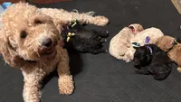 Willow, a female Miniature Labradoodle for sale in Calhoun, GA – 3 of 3