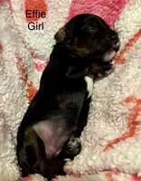 Effie, a female Cockapoo for sale in Calhoun, GA – 1 of 2
