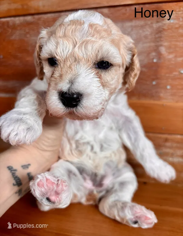 Honey – Miniature Labradoodle puppy for sale in Calhoun, GA