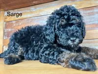 Sarge, a male Miniature Bernedoodle for sale in Calhoun, GA – 5 of 6